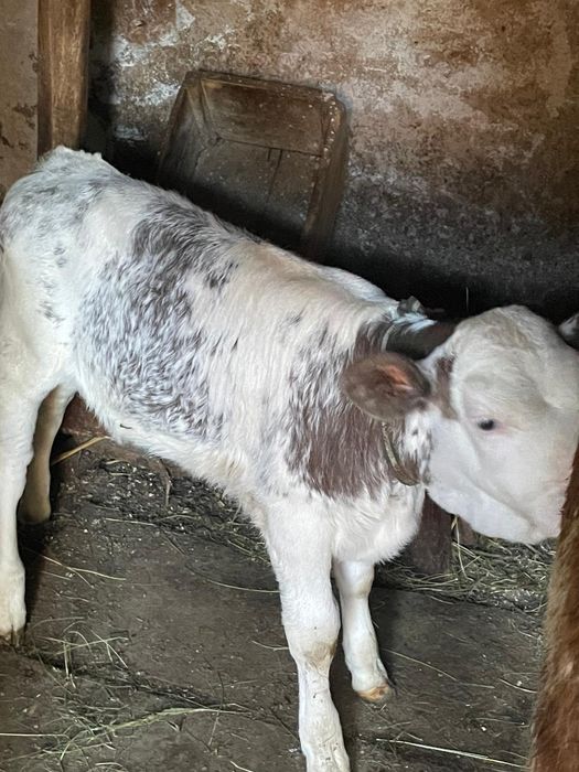 Juninca gestanta in 6 luni si vitea belgiana