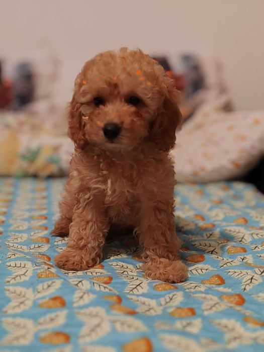 Той пудел,родители с Fci Родословие