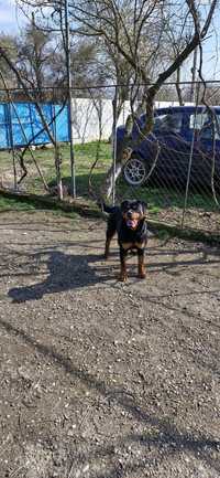 Femela Rottweiler Deosebita