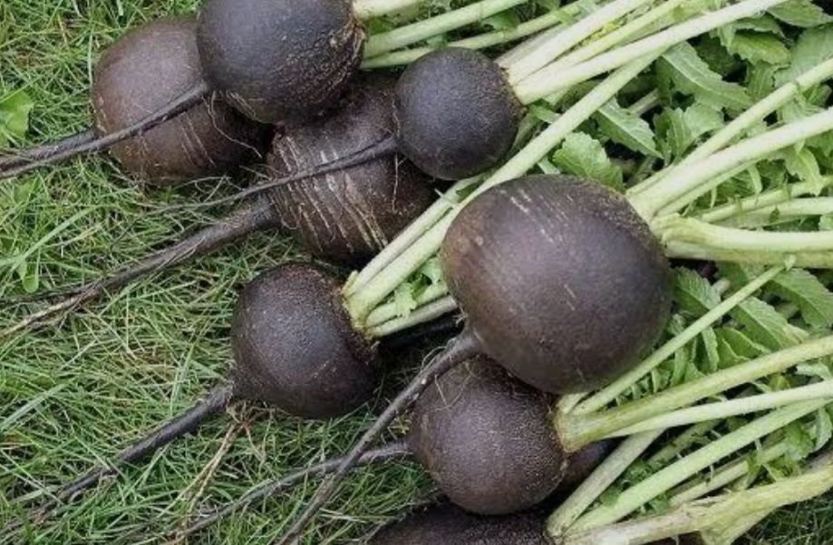 Продам черную редьку