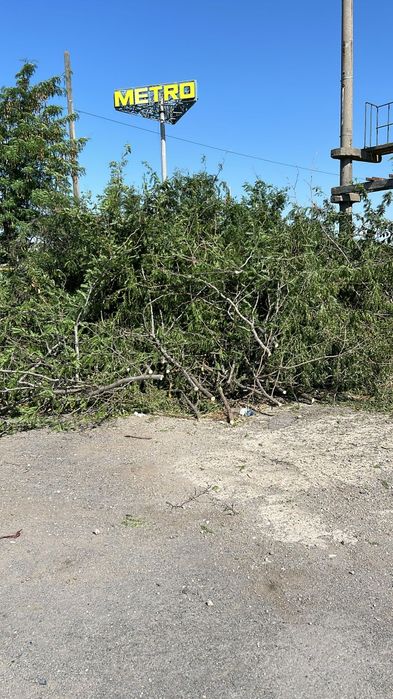 Taiere Arbori/Curățare Grădini La cel Mai bun Preț.