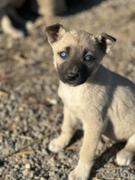 В добрые руки. Щеночки звоночки