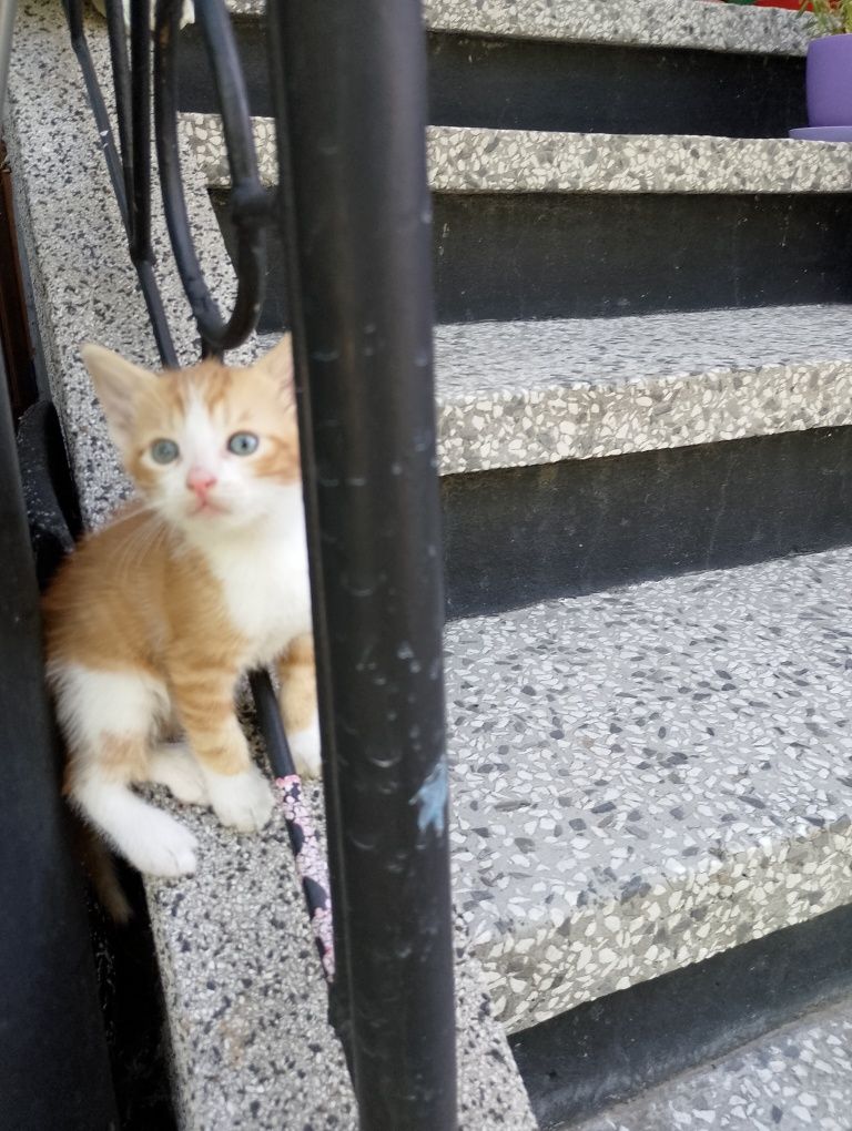 Подарявам котенца