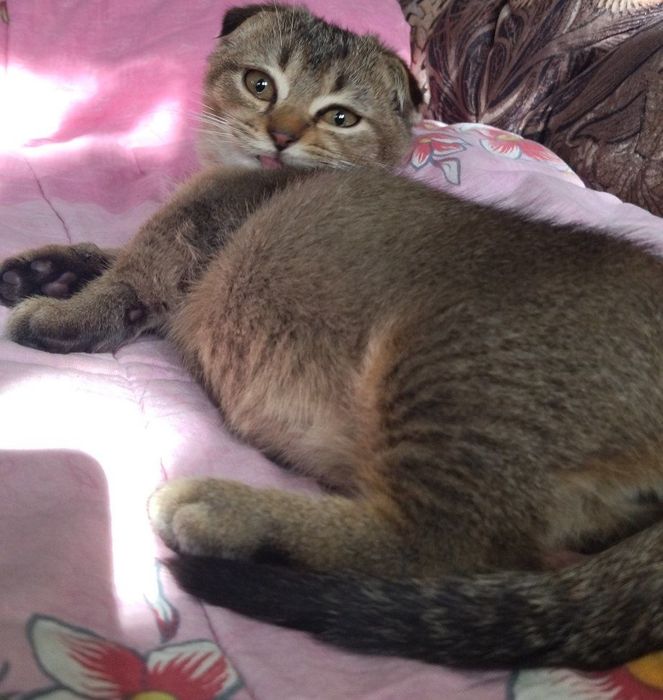 В продаже МАНЧКИНЫ