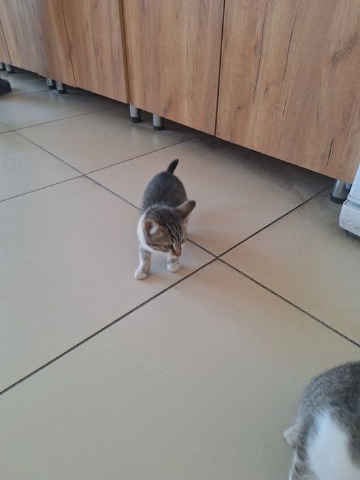 Возьмите котят. Здоровые