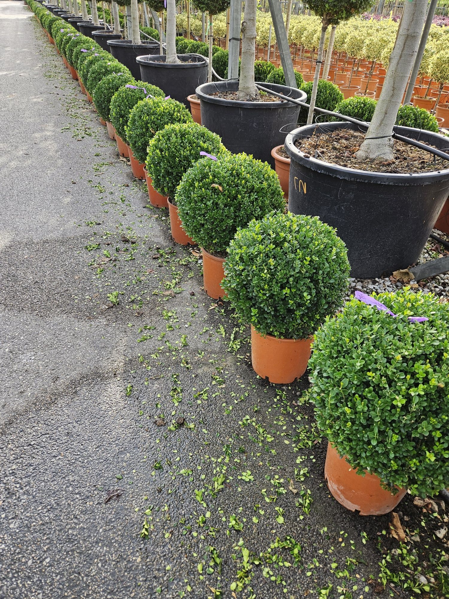 Buxus con și globular toate dimensiunile