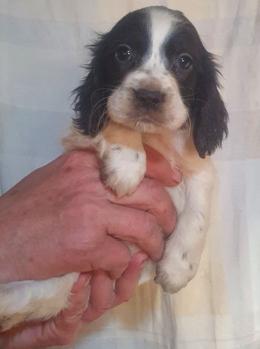 Продаются щенки русского спаниеля