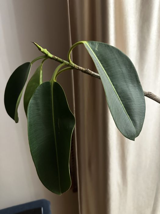 Фикус каучуконосный