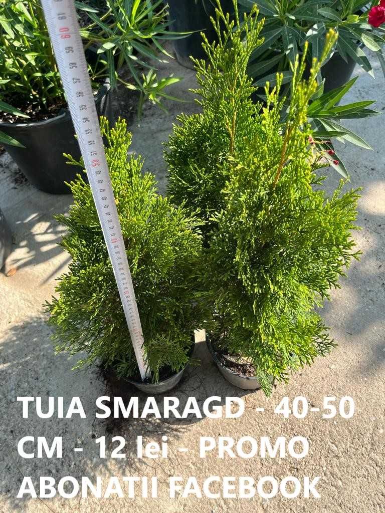 Laur Englezesc,Buxus,Tuia Smaragd,Leylandii,Hibbiscus! Pret Excelent!