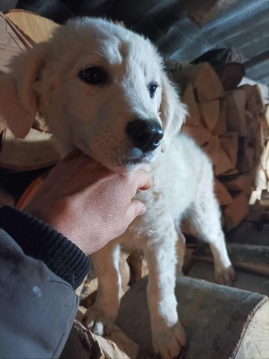 Căței spre adopție