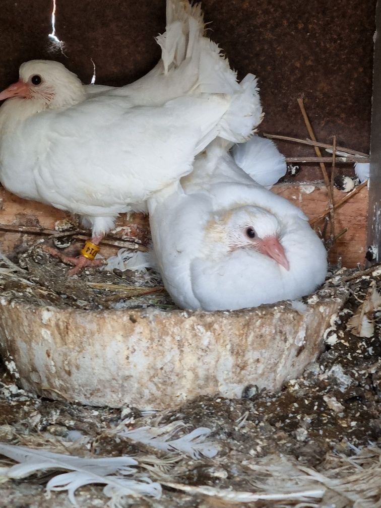 Vand pui rotati ,voltati, albi sau colorati,voiajori albi de zbor puii