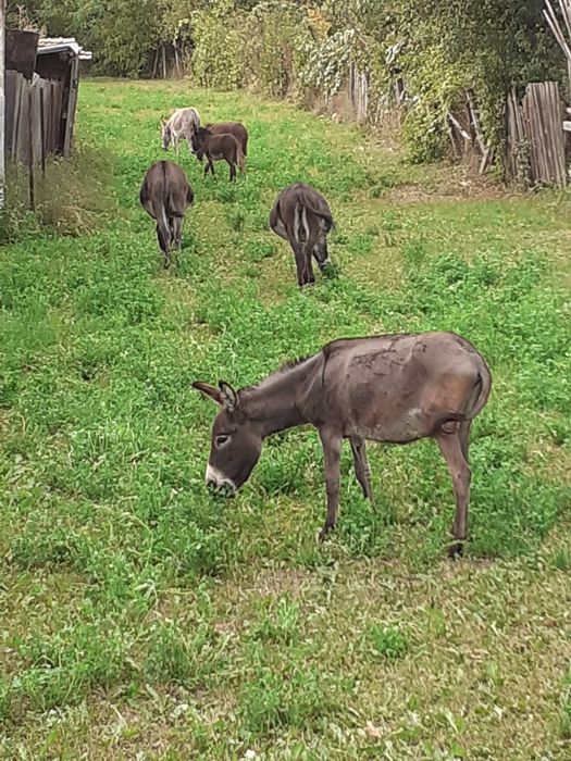 Măgăriță gestanta