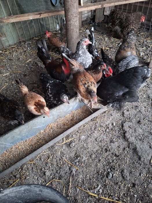 Vând americani in Iași