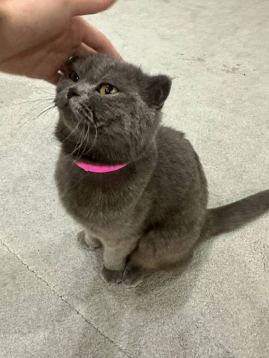 Шотландский  страйт фонд пародияси  2 еш жудаям мулойим характеристики