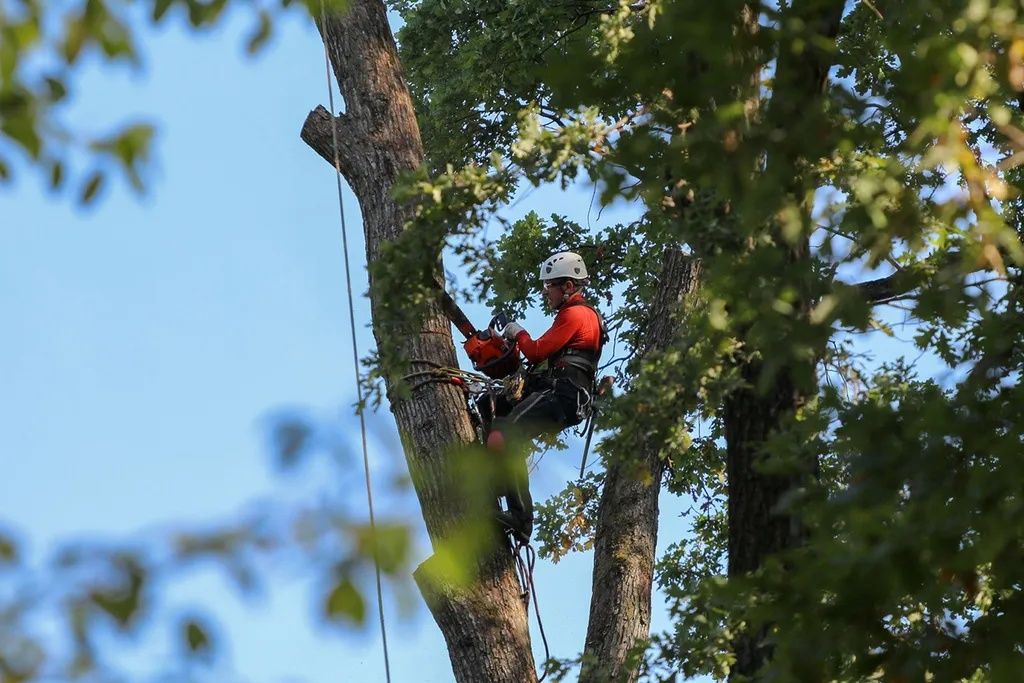 Рязане на опасни дървета, премахване кастрене от арбористи алпинисти