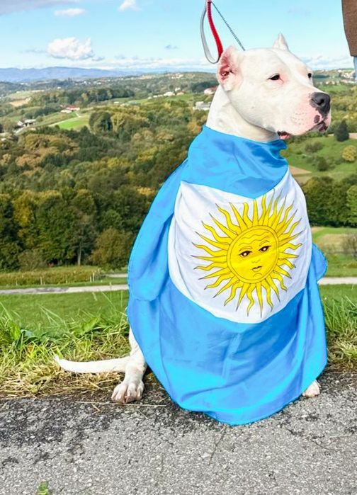 Cățeluș Dogo Argentino cu Pedigrie din Părinți Campioni