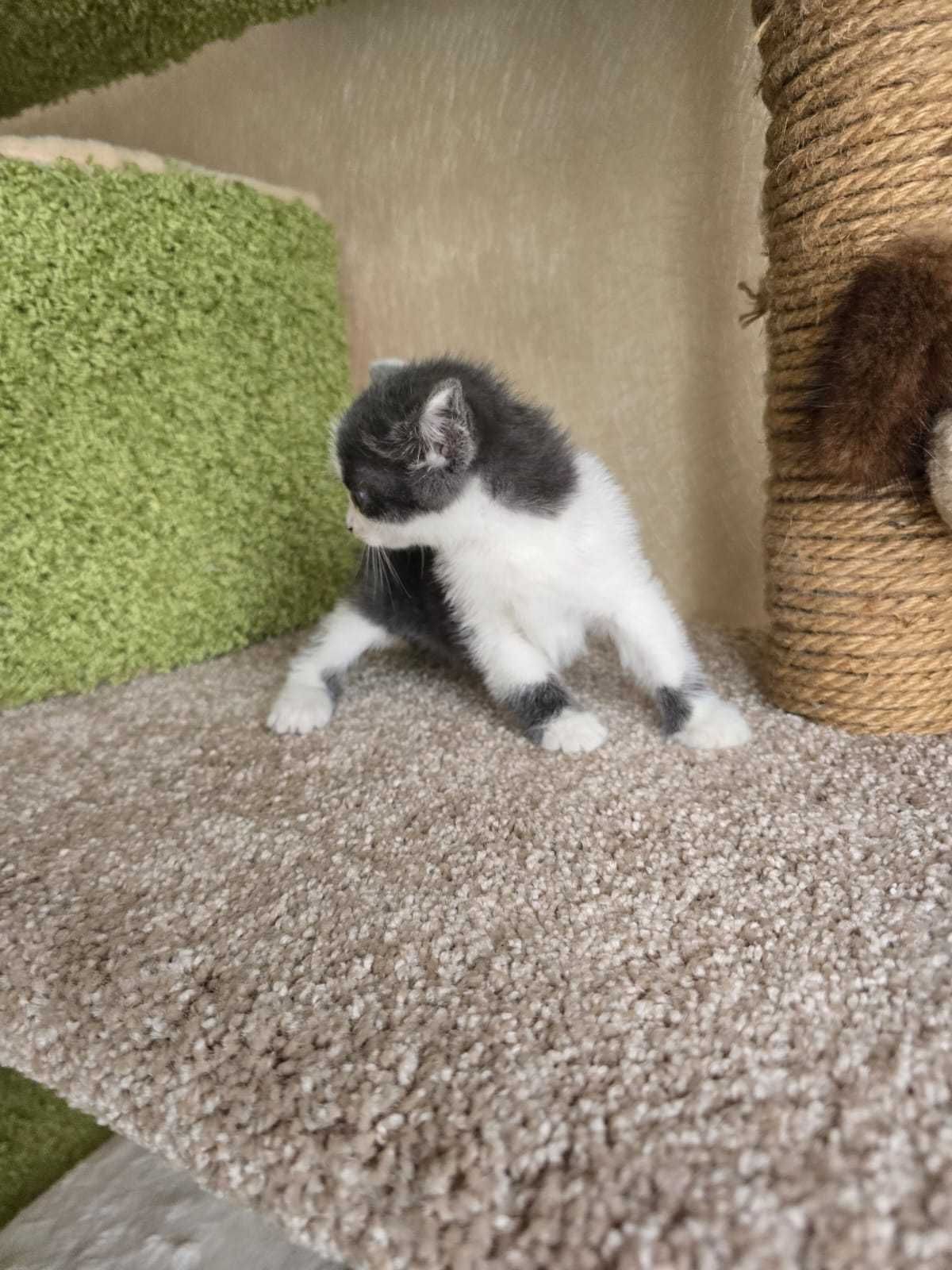 котенок ищет дом
