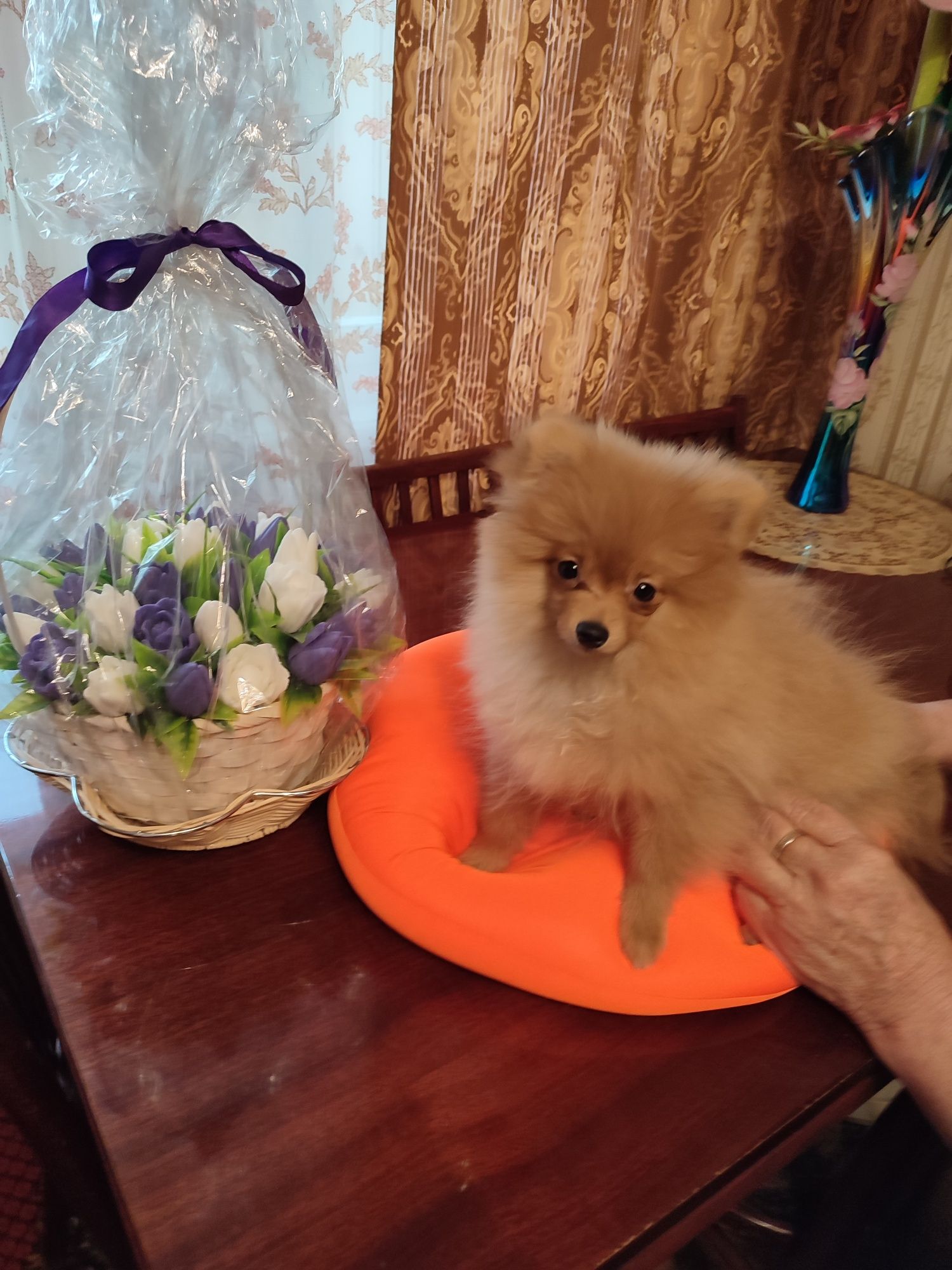 Померанский шпиц. Мини, мини девочка от Чемпиона.