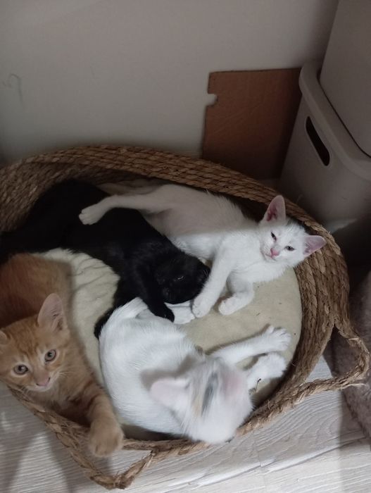 Гарфилд и трите му сестрички си търсят ЛЮБЯЩИ домове