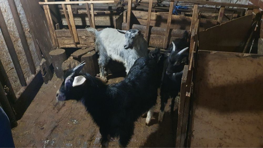 Продавам 3 броя малки яренца