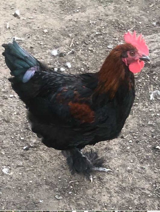 Vand gaini  Plymouth, Wyandotte auriu,Marans  La Bresse,