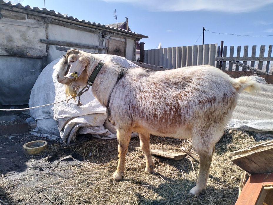 Продам семью коз