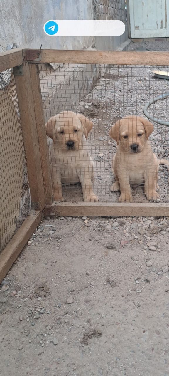 Срочно продаются щенки лабрадора