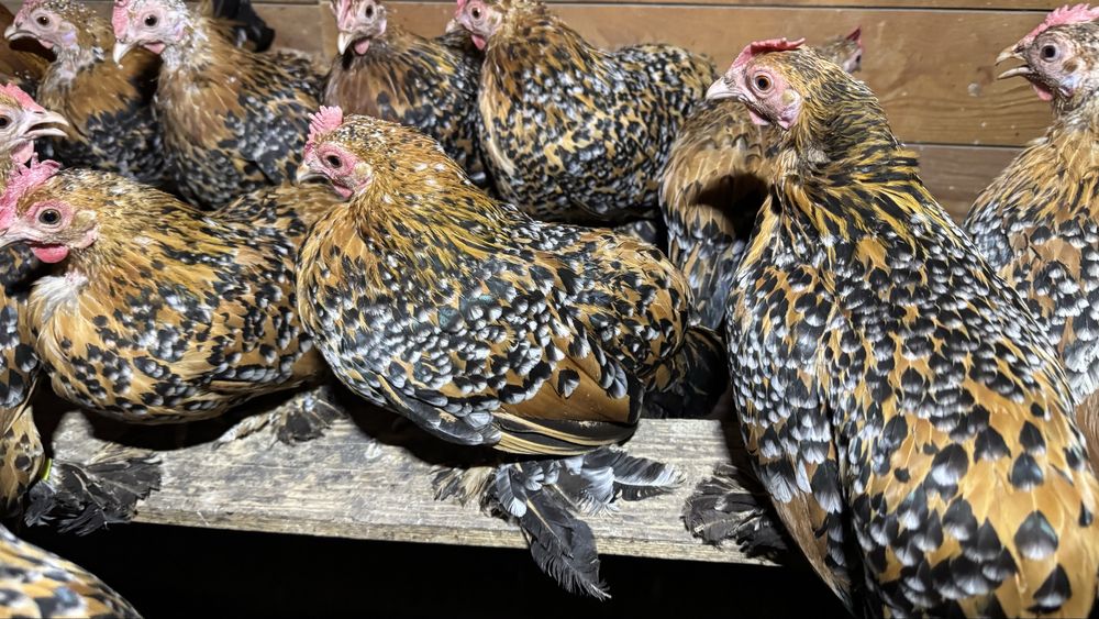 Mii de flori auriu portelan pasari mature