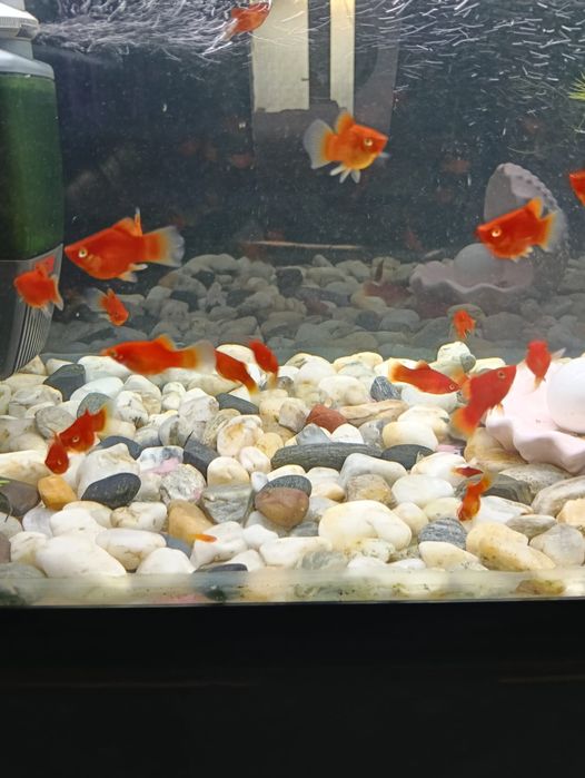 Vând acvariu cu tot cu pești și cu tot ce este în el