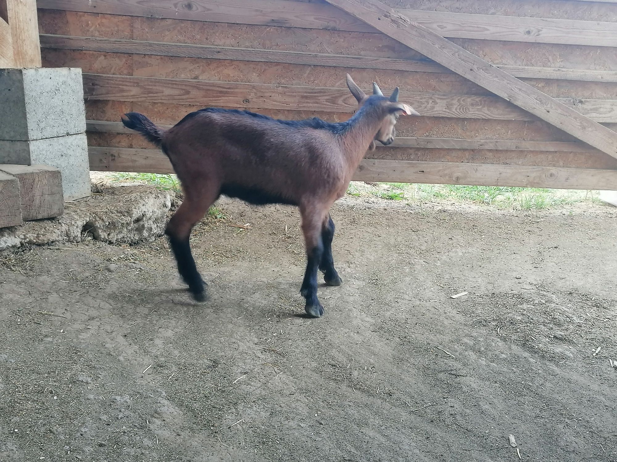 Disponobil tapisor ALPIN 4 săptămâni