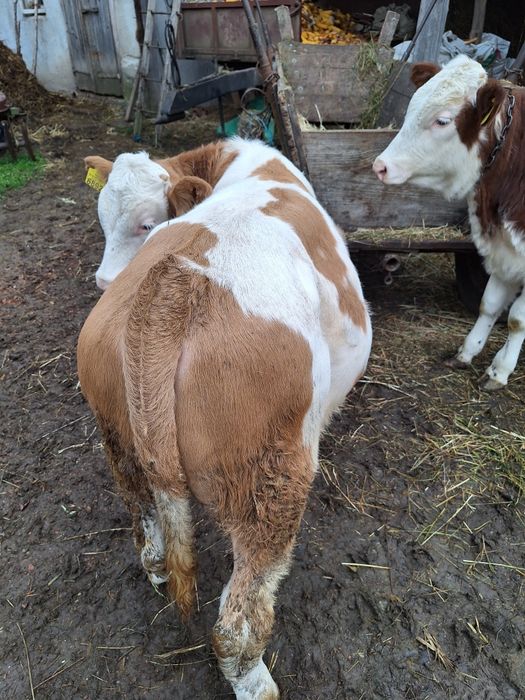 Vînd viței înțărcați