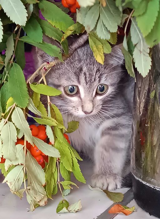 САНДРА -  котенок 1,5 мес.
