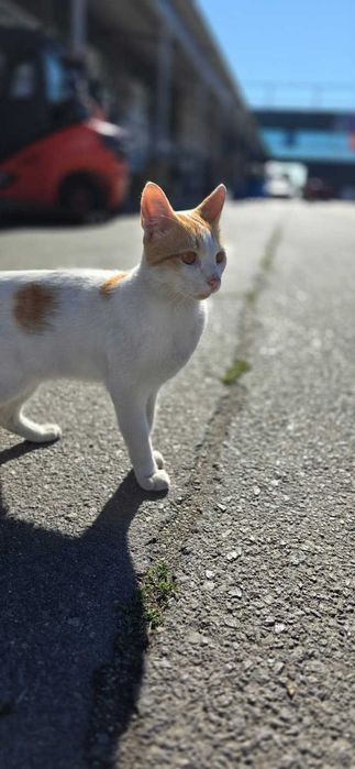 Adoptie donez Motan portocaliu cu alb 7-8 luni