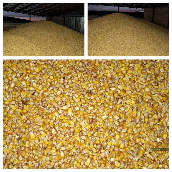 Porumb boabe recolta 2025