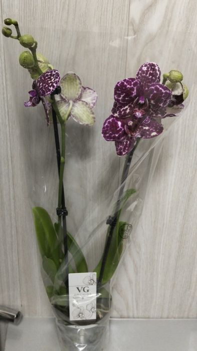 Ппродам орхидею дикий кот