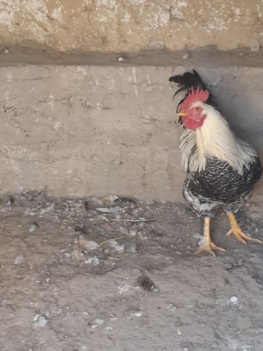 6 oylik joʻja xoʻrozlar