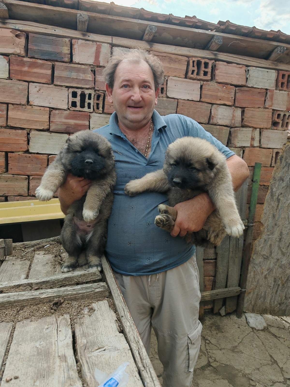 Продавам Кавказка Овчарка