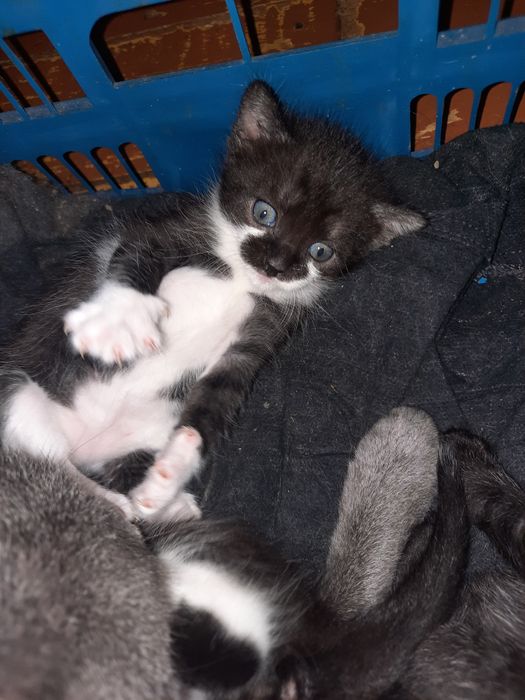 открыта бронь на котят