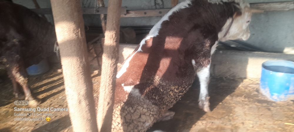 сотилади букалар