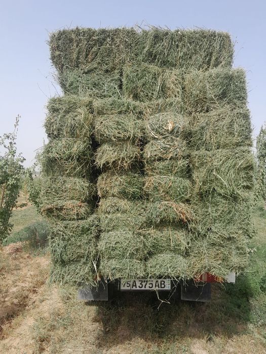 Holati alo batafsil telda gaplashamz