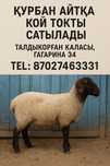 Курбан айтка койлар