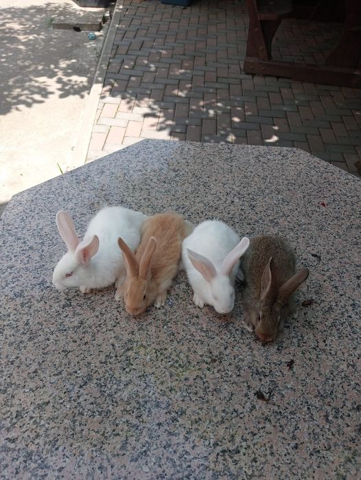 Vind iepuri haicol francez  și fluture german