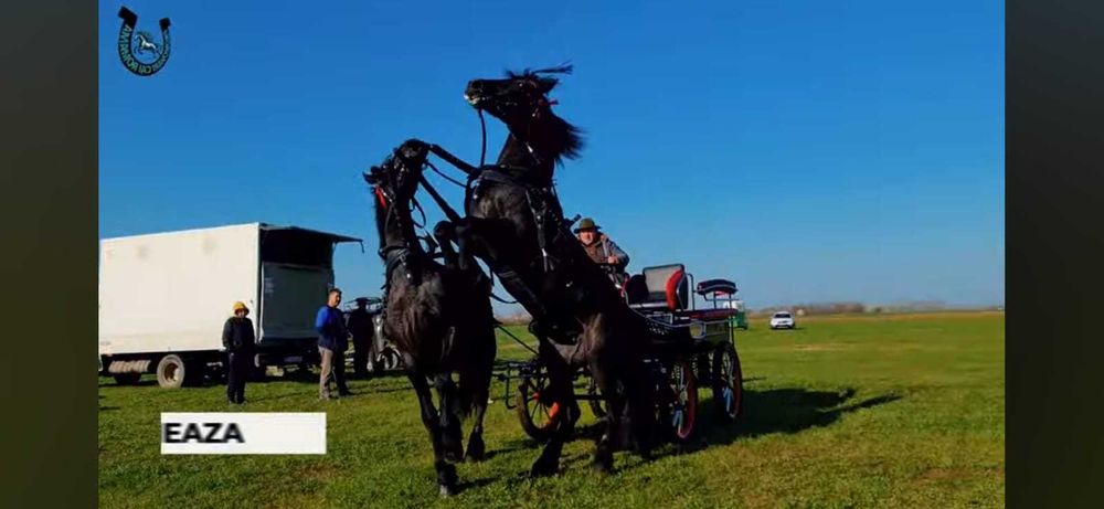 Iepe friesieni, maraton, hamuri si clopotei de vanzare