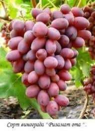 Ризамат узум кучатлар  саженцы  ризамат ота