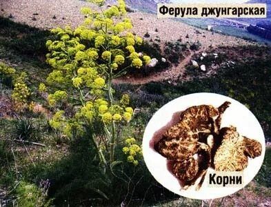 Корни Ферулы Асафетиды