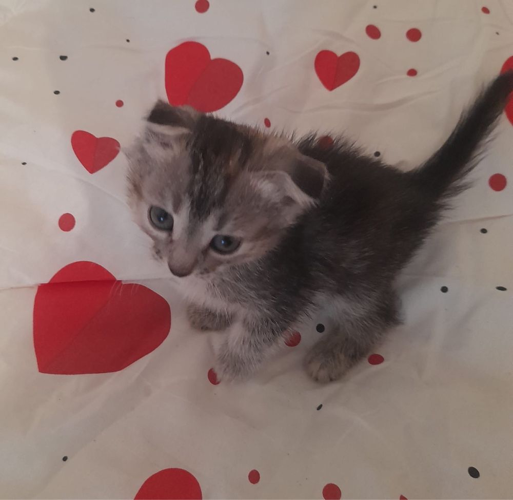 котятта ищут дом