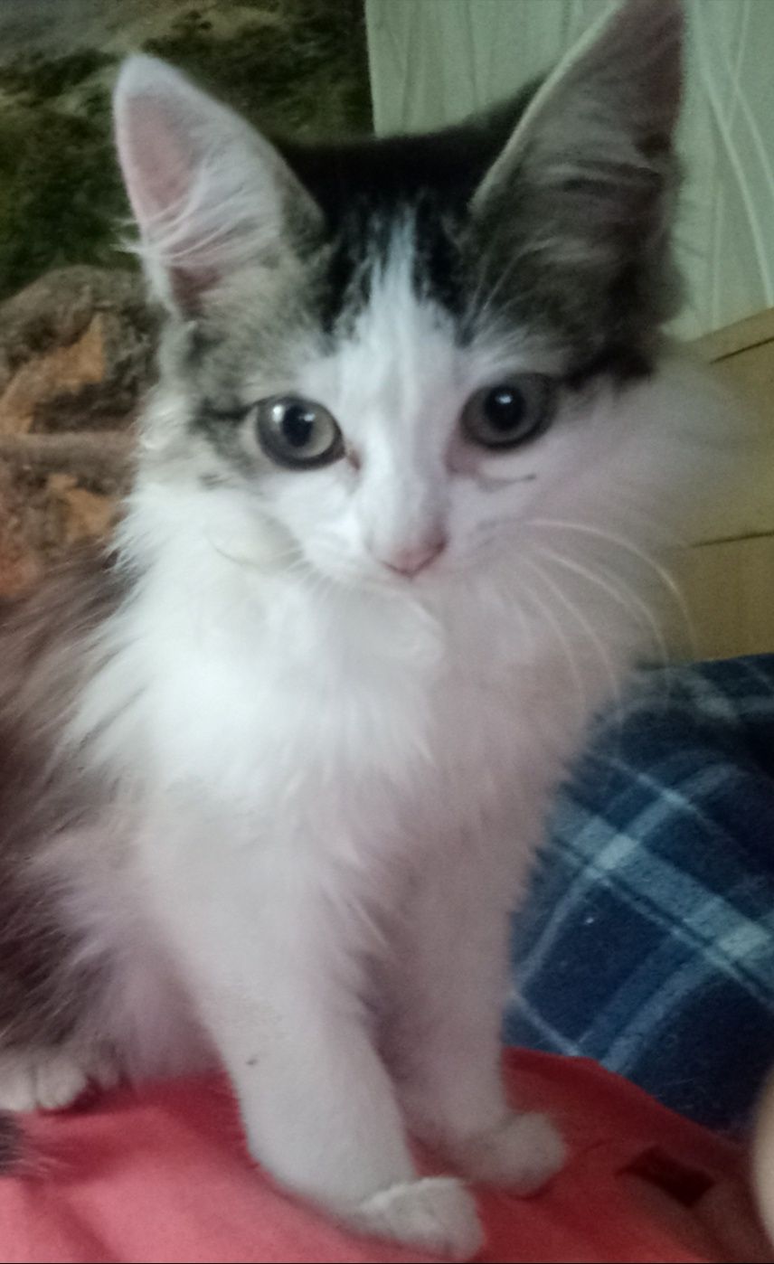 Бесплатно отдам котят