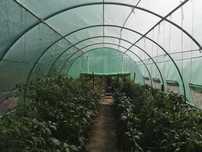 3x2 m - Solar profesionale de grădină, sera sere solarii legume - NOI!