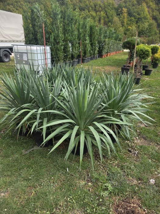 Amenajare gradini cu plante ornamentale