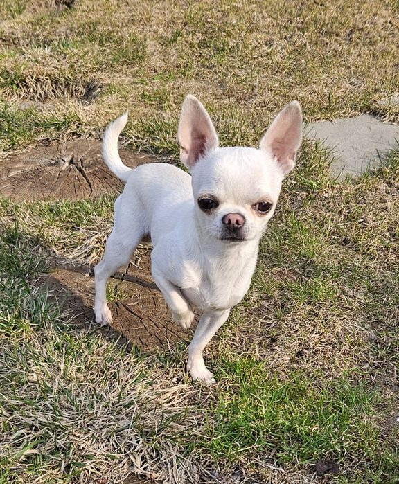 Вязка шикарный кобелек чихуахуа